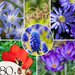 Frø^Glad bi - Sæt med 80 - Blomsterløg - Flerfarvet