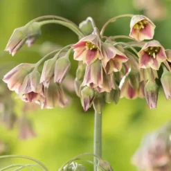 Frø^Glad bi - Sæt med 80 - Blomsterløg - Flerfarvet
