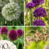 Frø^Glad sommerfugl - Sæt med 40 - Allium, Nectaroscordum - Blomsterløg - Flerfarvet
