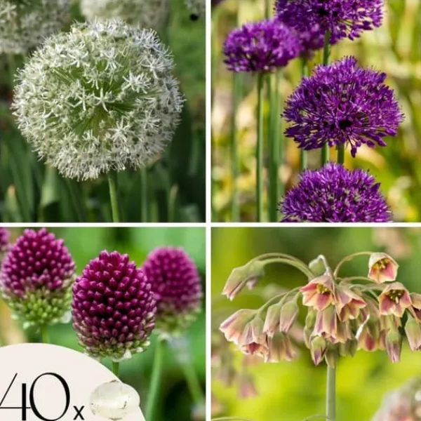 Frø^Glad sommerfugl - Sæt med 40 - Allium, Nectaroscordum - Blomsterløg - Flerfarvet