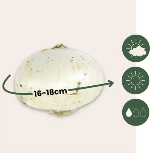 Frø^Glad sommerfugl - Sæt med 40 - Allium, Nectaroscordum - Blomsterløg - Flerfarvet