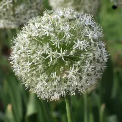 Frø^Glad sommerfugl - Sæt med 40 - Allium, Nectaroscordum - Blomsterløg - Flerfarvet