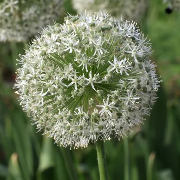 Frø^Glad sommerfugl - Sæt med 40 - Allium, Nectaroscordum - Blomsterløg - Flerfarvet