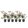 Glansmispel - Sæt med 6 - Photinia fraseri 'Red Robin' - Højde 30-40cm - ⌀17cm Buskads