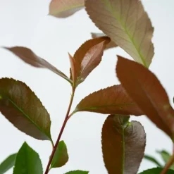 Glansmispel - Sæt med 6 - Photinia fraseri 'Red Robin' - Højde 30-40cm - ⌀17cm Buskads