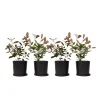 Haveplanter^Glansmispel - Sæt med 4 - Photinia fraseri 'Red Robin' - Højde 30-40cm - ⌀17cm