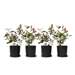 Haveplanter^Glansmispel - Sæt med 4 - Photinia fraseri 'Red Robin' - Højde 30-40cm - ⌀17cm