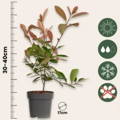 Haveplanter^Glansmispel - Sæt med 4 - Photinia fraseri 'Red Robin' - Højde 30-40cm - ⌀17cm