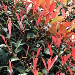 Haveplanter^Glansmispel - Sæt med 4 - Photinia fraseri 'Red Robin' - Højde 30-40cm - ⌀17cm