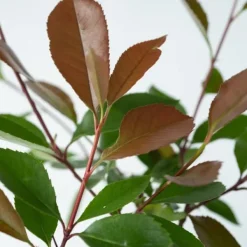 Haveplanter^Glansmispel - Sæt med 4 - Photinia fraseri 'Red Robin' - Højde 30-40cm - ⌀17cm