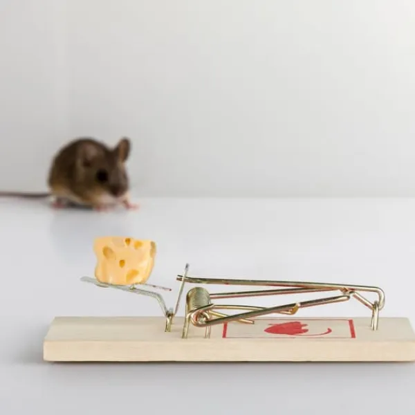 Skadedyrsfælder^Gnaverfælde sæt, 2x10x4,5 cm, Træ