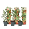 Buskads^Goji bær - Sæt med 3 - Lycium barbarum - Højde 25-40cm - ⌀9cm