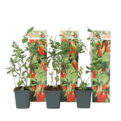 Buskads^Goji bær - Sæt med 3 - Lycium barbarum - Højde 25-40cm - ⌀9cm