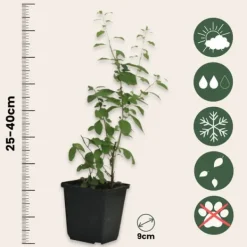 Buskads^Goji bær - Sæt med 3 - Lycium barbarum - Højde 25-40cm - ⌀9cm
