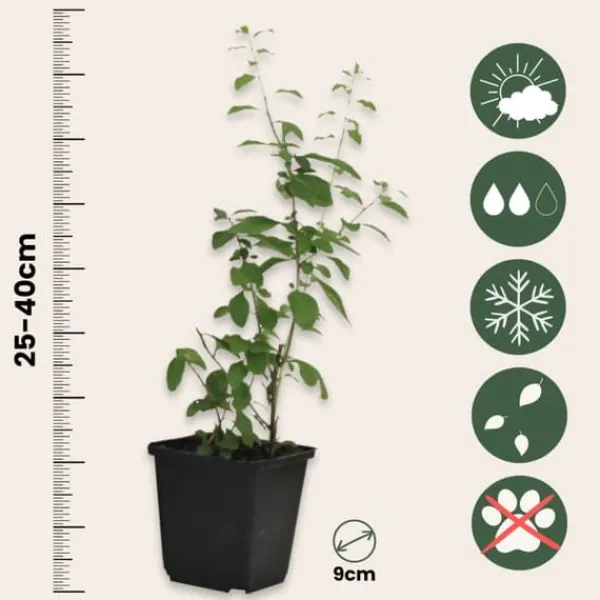Buskads^Goji bær - Sæt med 3 - Lycium barbarum - Højde 25-40cm - ⌀9cm