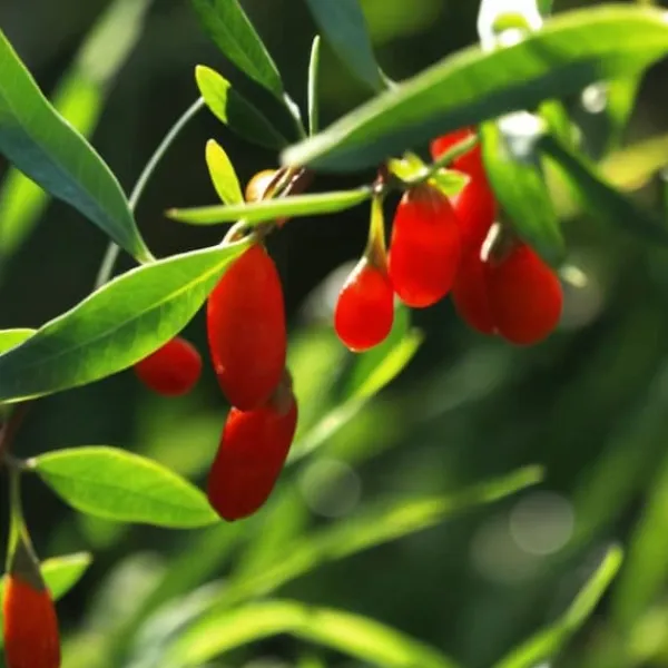 Buskads^Goji bær - Sæt med 3 - Lycium barbarum - Højde 25-40cm - ⌀9cm