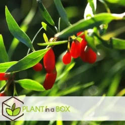 Buskads^Goji bær - Sæt med 3 - Lycium barbarum - Højde 25-40cm - ⌀9cm