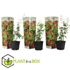 Buskads^Goji bær - Sæt med 3 - Lycium barbarum - Højde 25-40cm - ⌀9cm