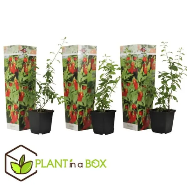 Buskads^Goji bær - Sæt med 3 - Lycium barbarum - Højde 25-40cm - ⌀9cm