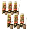 Sale Granatæble - Sæt med 6 - Punica granatum - Højde 25-40cm - ⌀9cm Haveplanter