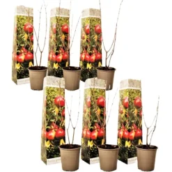 Sale Granatæble - Sæt med 6 - Punica granatum - Højde 25-40cm - ⌀9cm Haveplanter