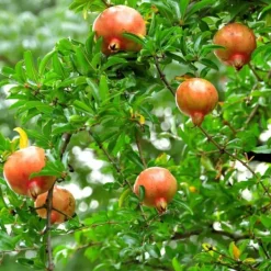 Sale Granatæble - Sæt med 6 - Punica granatum - Højde 25-40cm - ⌀9cm Haveplanter