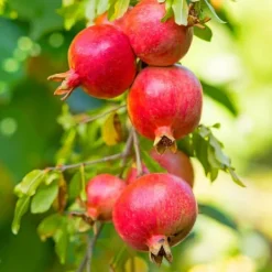 Sale Granatæble - Sæt med 6 - Punica granatum - Højde 25-40cm - ⌀9cm Haveplanter