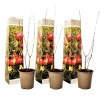 Granatæble - Sæt med 3 - Punica granatum - Højde 25-40cm - ⌀9cm Haveplanter