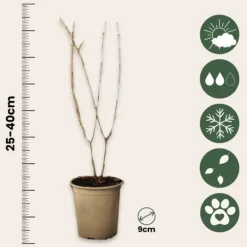 Granatæble - Sæt med 3 - Punica granatum - Højde 25-40cm - ⌀9cm Haveplanter
