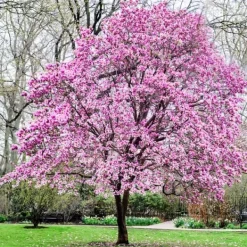 Clearance Granuleret gødning til Magnolias Garden Start 1 kg Gødningsmidler