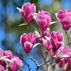 Clearance Granuleret gødning til Magnolias Garden Start 1 kg Gødningsmidler