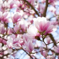 Clearance Granuleret gødning til Magnolias Garden Start 1 kg Gødningsmidler