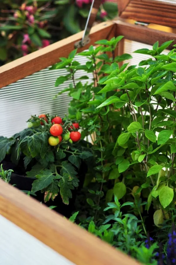 Drivhus^Greenspot Mini Drivhus med Overdækning til Altan og Terrasse 80x45x120 cm - Drivhus på en træplatform, Hævet træbed, Kold ramme med overdækning på høj | CDON