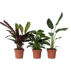 Online Grøn indendørs blanding - Sæt med 3 - Højde 25-40cm - ⌀12cm Krukkeplanter Indendørs