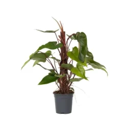 Grøn stueplante - Philodendron 'Red Emerald' - Højde 70-80 cm - Potte 19 cm Krukkeplanter Indendørs