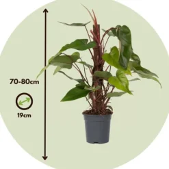 Grøn stueplante - Philodendron 'Red Emerald' - Højde 70-80 cm - Potte 19 cm Krukkeplanter Indendørs