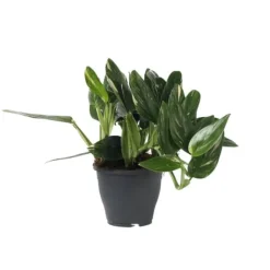 Clearance Grøn stueplante - Philodendron 'Cobra' - Højde 55-65 cm - Potte 19 cm Krukkeplanter Indendørs