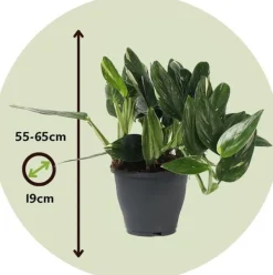 Clearance Grøn stueplante - Philodendron 'Cobra' - Højde 55-65 cm - Potte 19 cm Krukkeplanter Indendørs