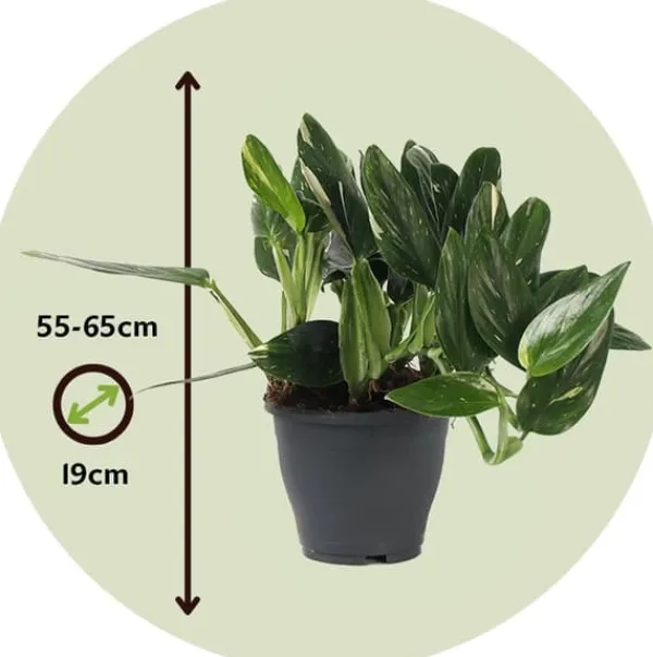 Clearance Grøn stueplante - Philodendron 'Cobra' - Højde 55-65 cm - Potte 19 cm Krukkeplanter Indendørs