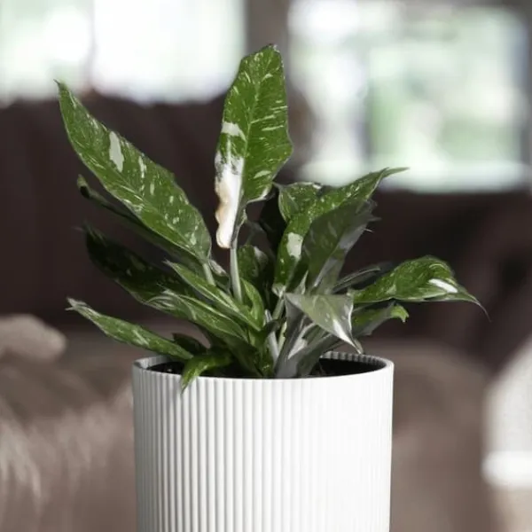 Clearance Grøn stueplante - Philodendron 'Cobra' - Højde 55-65 cm - Potte 19 cm Krukkeplanter Indendørs