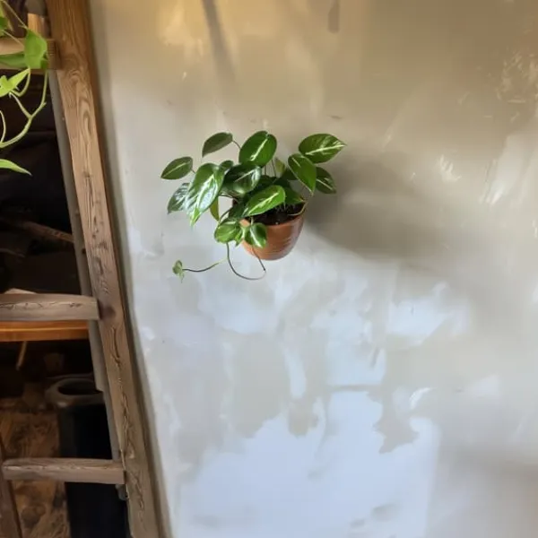 Clearance Grøn stueplante - Philodendron 'Cobra' - Højde 55-65 cm - Potte 19 cm Krukkeplanter Indendørs