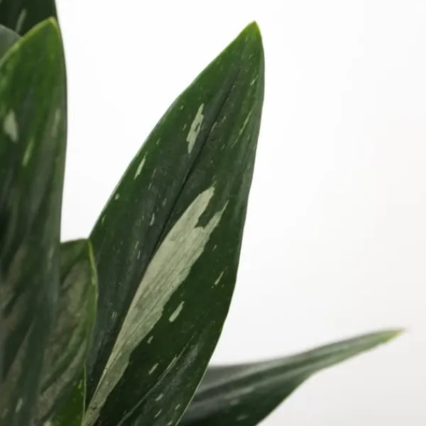 Clearance Grøn stueplante - Philodendron 'Cobra' - Højde 55-65 cm - Potte 19 cm Krukkeplanter Indendørs