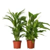 Krukkeplanter Indendørs^Grøn to - Sæt med 2 - Spathiphyllum, Dypsis lutescens - Højde 60-75cm - ⌀17cm