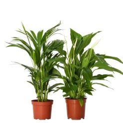 Krukkeplanter Indendørs^Grøn to - Sæt med 2 - Spathiphyllum, Dypsis lutescens - Højde 60-75cm - ⌀17cm