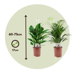 Krukkeplanter Indendørs^Grøn to - Sæt med 2 - Spathiphyllum, Dypsis lutescens - Højde 60-75cm - ⌀17cm