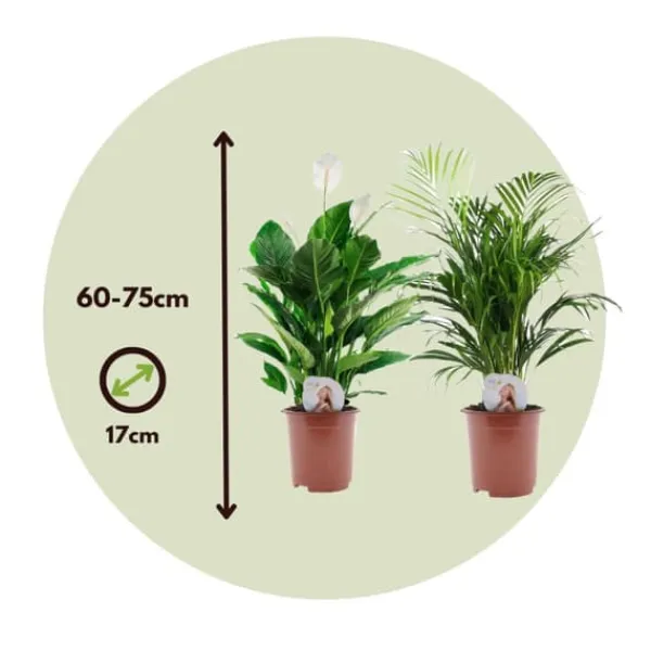 Krukkeplanter Indendørs^Grøn to - Sæt med 2 - Spathiphyllum, Dypsis lutescens - Højde 60-75cm - ⌀17cm