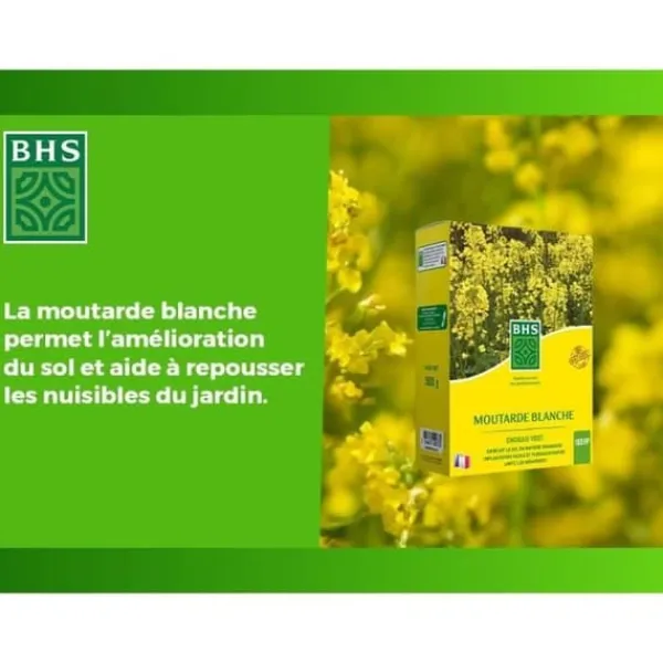 Discount Gröna gödselmedel - BHS - Vit senap 500g | 100 m² | Förbättrar och desinficerar jordar för bättre fertilitet. Gødningsmidler