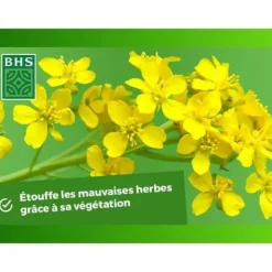 Discount Gröna gödselmedel - BHS - Vit senap 500g | 100 m² | Förbättrar och desinficerar jordar för bättre fertilitet. Gødningsmidler