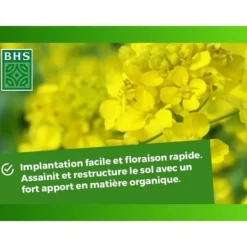 Discount Gröna gödselmedel - BHS - Vit senap 500g | 100 m² | Förbättrar och desinficerar jordar för bättre fertilitet. Gødningsmidler