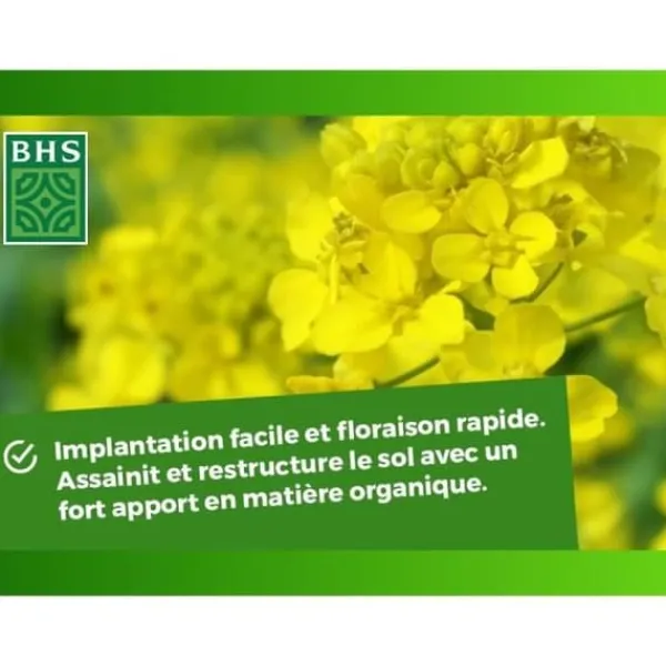 Discount Gröna gödselmedel - BHS - Vit senap 500g | 100 m² | Förbättrar och desinficerar jordar för bättre fertilitet. Gødningsmidler
